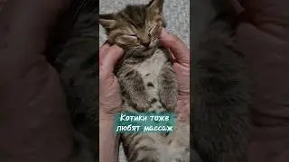 котики любят массаж