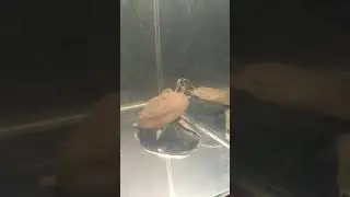 Виставка хижих рослин, 2017(1)
