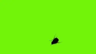 Mosca na Tela - Fly on Screen [Fundo Verde - Chroma Key]
