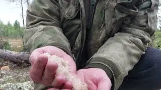 Солонец май