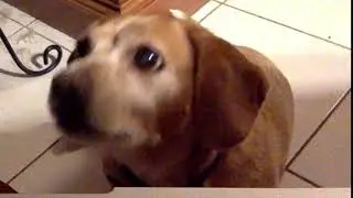 Dachshund Yawning