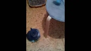 Кот-качок