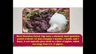 Why Are Pigs So Smart? | Fun Facts for Kids 🐷