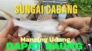 GAK NYANGKA DAPAT IKAN BAUNG BESAR DI SPOT UDANG GALAH