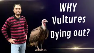 Why Vultures Are Dying Out | Why We Should Care | Episode 1