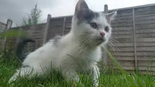 I see cat on grass