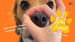 КАК НАУЧИТЬ СОБАКУ КОМАНДЕ ПЯТАЧОК (SNOOT) -  ПРОСОВЫВАТЬ НОС В КОЛЬЦО ИЗ ПАЛЬЦЕВ