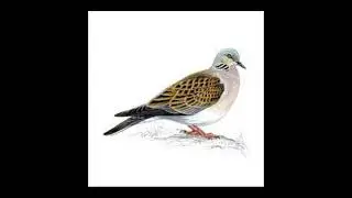 The Turtle Dove - Fare Thee Well - Ten Thousand Miles