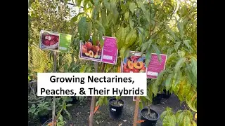 Growing Nectarines, Peaches, & their Hybrids