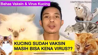 APA KUCING SUDAH VAKSIN MASIH BISA KENA VIRUS PANLEUKPENIA ATAU VIRUS CALICI ??