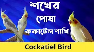 Cockatiel Birds || শখের পোষা ককাটেল পাখি || #vairal #birds
