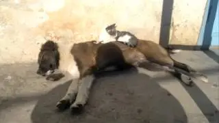 Кошка лежит на собаке