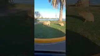 capybaras