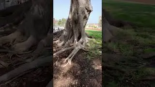 Огромные деревья с гигантскими корнями 🇪🇸 Испания, город Картахена.