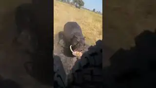 Hippo Attack On African Safari 