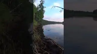 FIERCE POPPER. CHERNYSH - KHVOSTOKRYL continues to THROW PIKE. Fishing for POPPER in PIKE PARADIS...