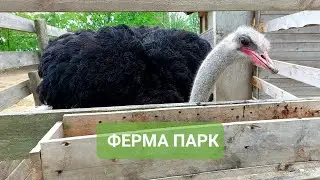 Ферма парк. #владивосток. Страус, пони, енотовидные собаки, утки, гуси, куры.