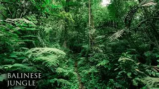 Descending into Lush Balinese Jungle | Nature Ambience & Sounds of Birds | Bali, Indonesia