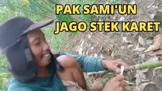 How to graft PB type rubber seedlings to produce a lot of latex