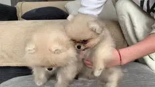 Шпицы померанские с документами мальчики