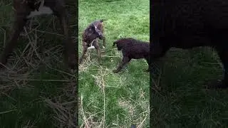 How a Boxer helps with yard work… 