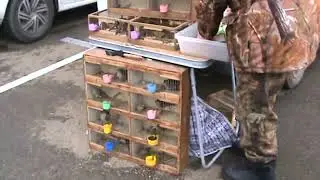 Ярмарка голубей г.Краснодар 04.02.2024г. 1часть