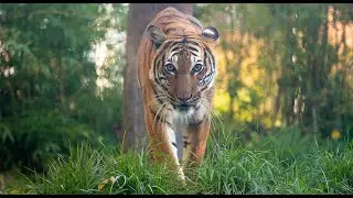 We Can Change the Future for Tigers