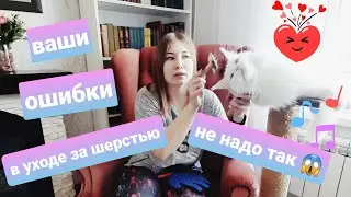 Жизнь с мейн-кунами / Ошибки в уходе за шерстью кошек