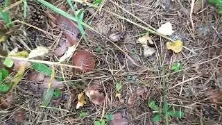 Непонятные грибы 🍄. Соседние участки. Заброшенный дом 🏠.