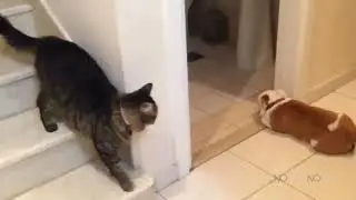 chats fous crazy catsss
