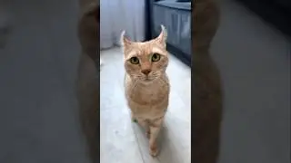 Добрый кот на новый год)