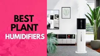 Best Plant Humidifier in 2023 - Top 6 Review