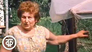 Советы по разведению кур. Фрагмент передачи 