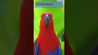 Top 10 Amazing Facts About Parrots for Kids! Educational Video #parrotfacts #colorfulparrots