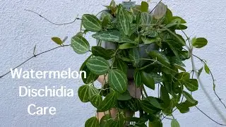 Watermelon Dischidia | Full Care Guide