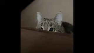 котик косит глазами)))