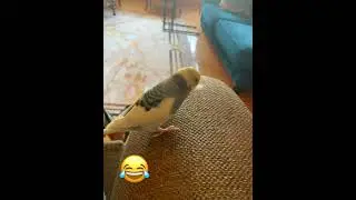 Çok şükür tüyden kurtuldu paşa😂😂😂😂 nasıl heyecan yapıyor😂😂😂😂