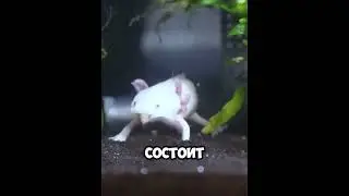 Немного про особенности аксолотля 😉😳 #факты #shorts #рекомендации