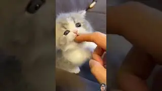 Cat #cat @VaibhavKadnar