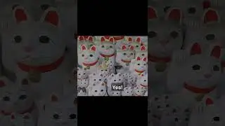 Do Japanese lucky cats bring luck? Maneki-Neko