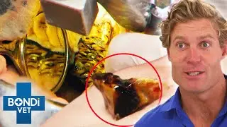 Top 5 Extreme Teeth Extractions 😲🦷  Bondi Vet Compilation | Bondi Vet