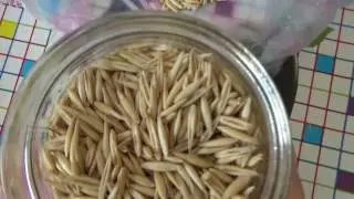 OATS - Treat Bronchitis, Colds, Flu, Chronic Coughs, and Stomach Problems. Traditional Medicine