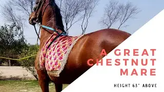 A Very Tall Mare (Mix Breed )