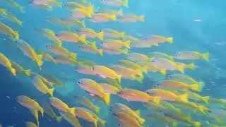Fun Dive Tioman July 2022