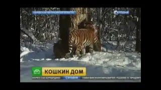У тигрицы по имени 