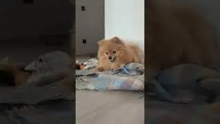 Игры со льдом 