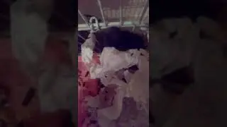 Тайная жизнь домашних животных ( скрытая камера)