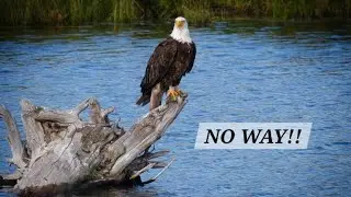 An EAGLE just landed in our new pond! 