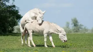 Super Murrah Donkey Mating Process | Excellent Mating Donkey 2024