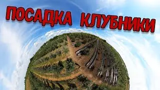 Всё о правильной посадке клубники